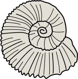 ammonite shell